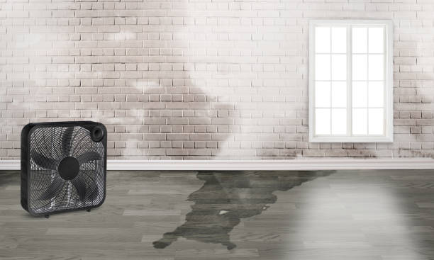 Best Water damage restoration experts  in Vergennes, VT